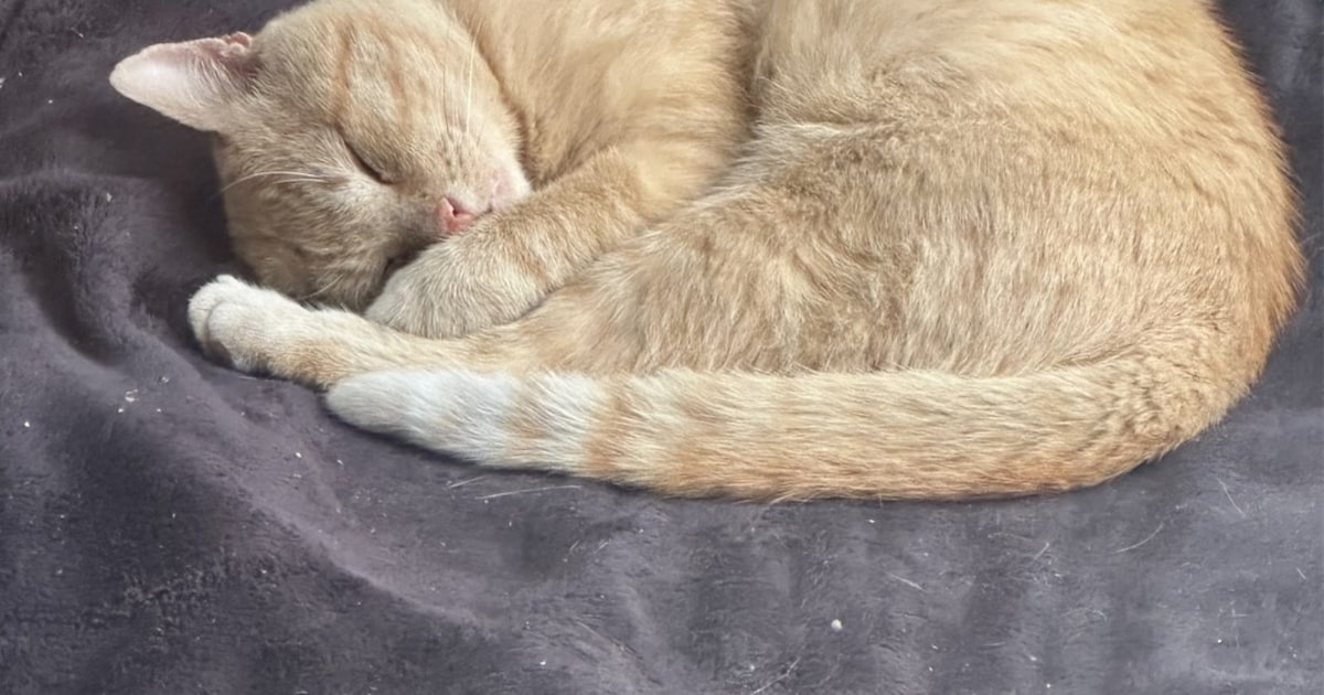 Heb jij Luna of Harrie gezien? Deze twee huisdieren worden in Peel en Maas vermist