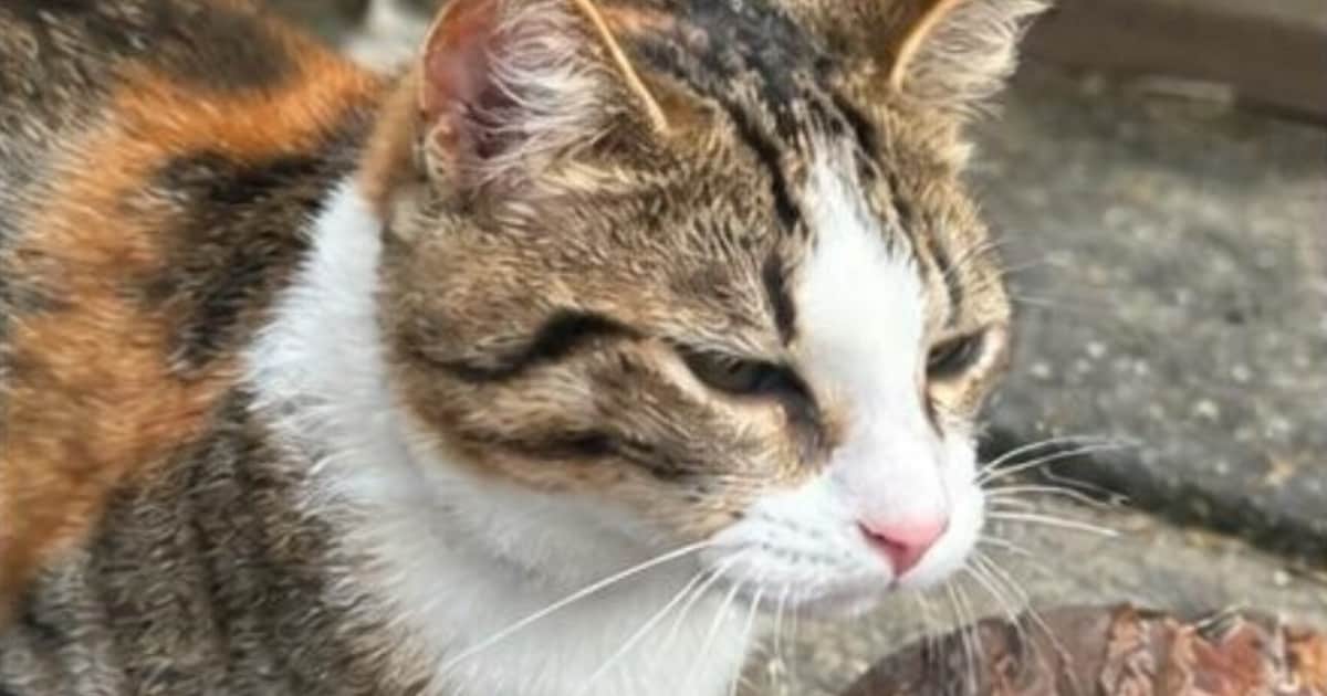 Heb jij Tijger, Charlie of Xara gezien? Deze drie huisdieren worden in Teylingen vermist