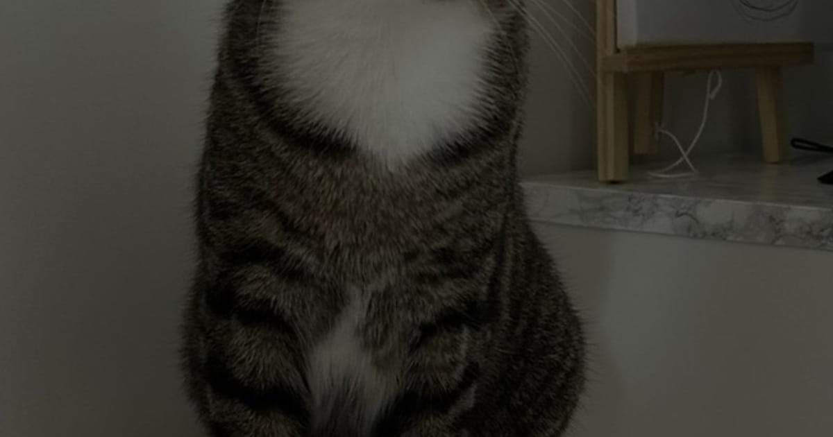 Heb jij Mila, Beertje of Joop gezien? Deze drie huisdieren worden in Leeuwarden vermist