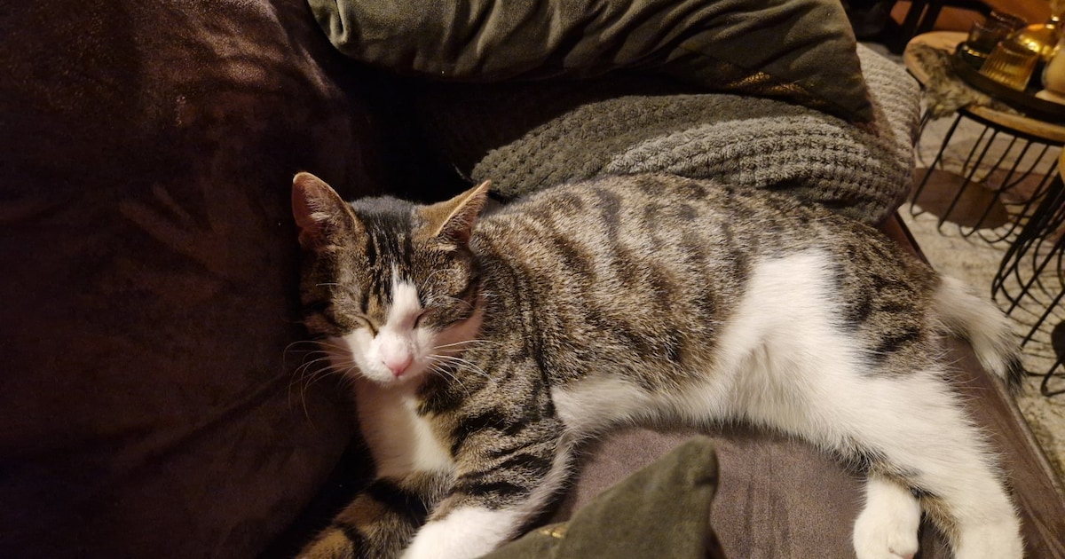 Heb jij Skye & Louis, Nala of Luna gezien? Deze vier huisdieren worden in Barneveld vermist