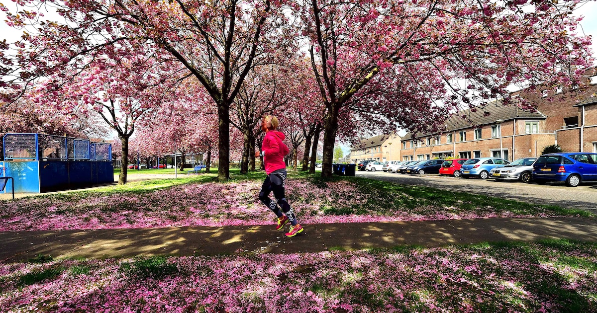 Fietstocht langs bloeiende Mierlose Zwarte kersenbomen