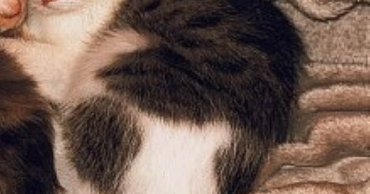 Heb jij Aliyah gezien? Dit huisdier wordt in Gouda vermist