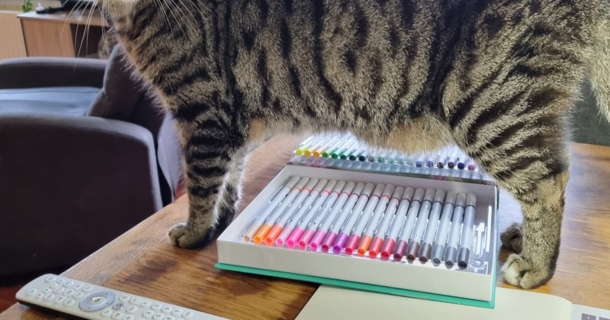 Heb jij Bram gezien? Dit huisdier wordt in Weststellingwerf vermist