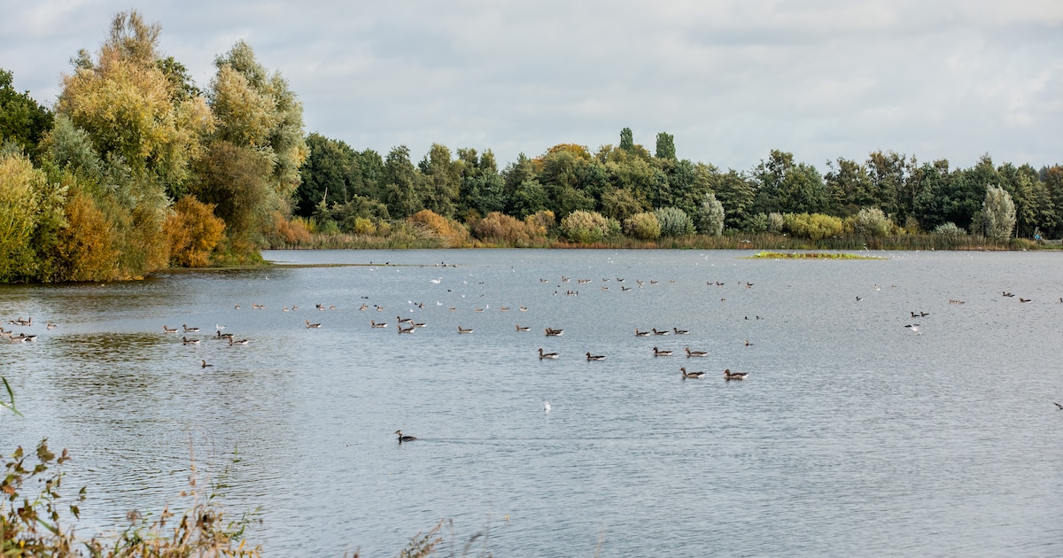Nieuwe natuur in De Bilt: vogels zijn welkom in bos bij Hooge Kampse Plas, wandelaars en fietsers ni