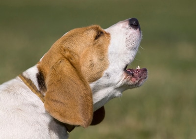 Hondencentrum Vorstenbosch heeft last van geblaf bij concurrent in Veghel