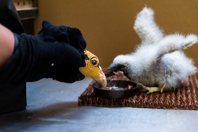 Babygieren in dierentuin van Praag worden deels opgevoed door poppen