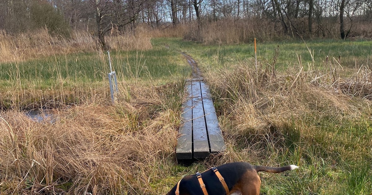 Heb jij Scout gezien? Dit huisdier wordt in Enschede vermist