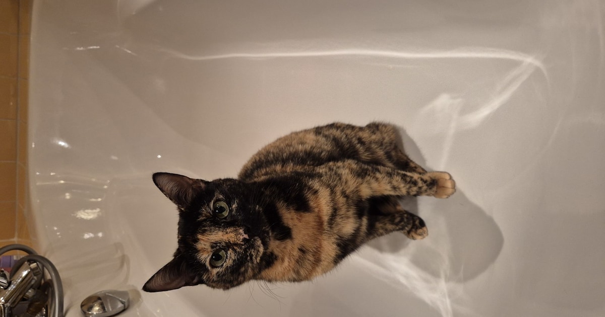 Heb jij Pretzel of Wiesje gezien? Deze twee huisdieren worden in Berkelland vermist