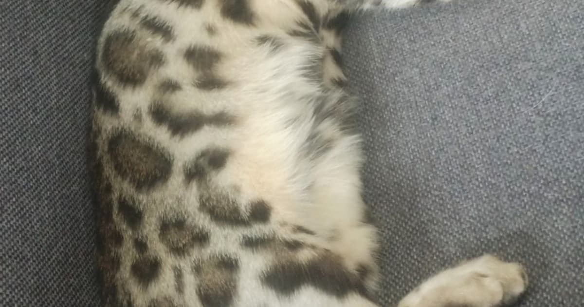 Heb jij Didi, Jerry of Jip gezien? Deze zeven huisdieren worden in Breda vermist