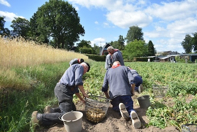 Van eigen bodem: aardappelen van de Edese Trapakkers zijn bijna weer te koop