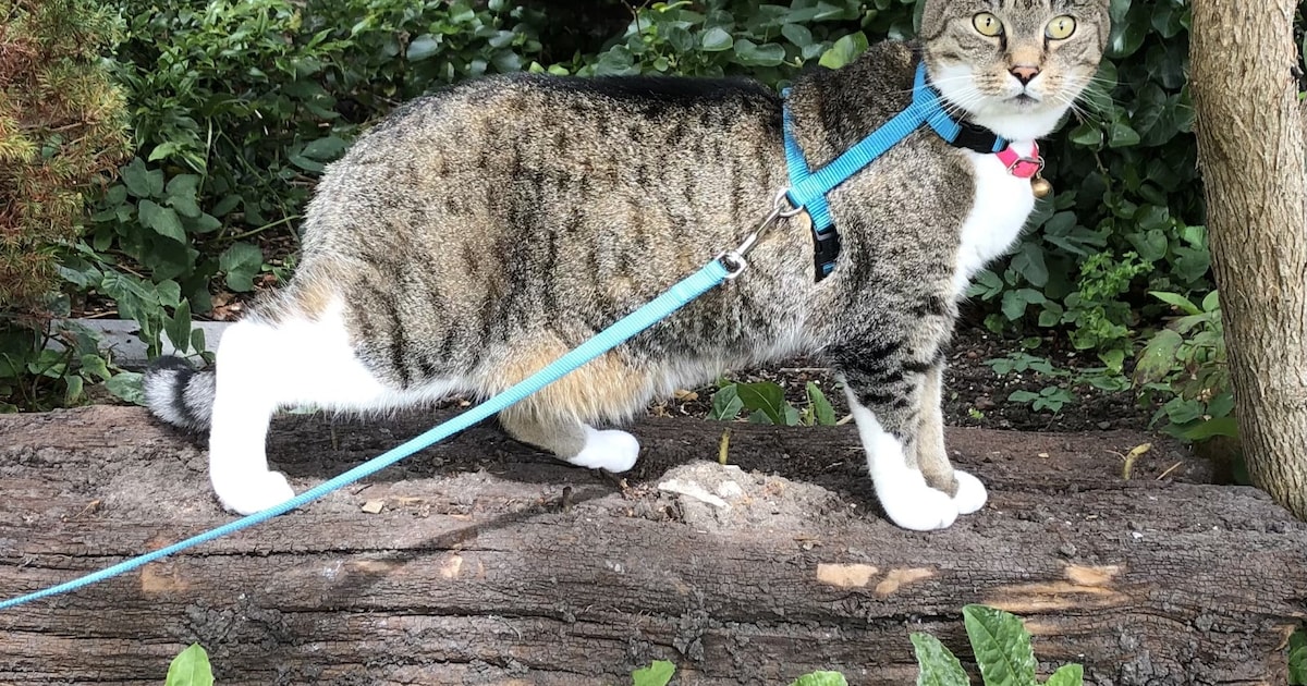 Heb jij Simba of Karel gezien? Deze twee huisdieren worden in Katwijk vermist