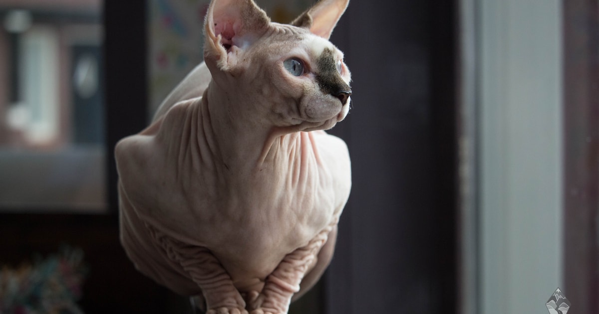 Houden van naaktkat­ten en katten met vouwoor­tjes wordt verboden: 'Deze dieren zijn niet schattig, 