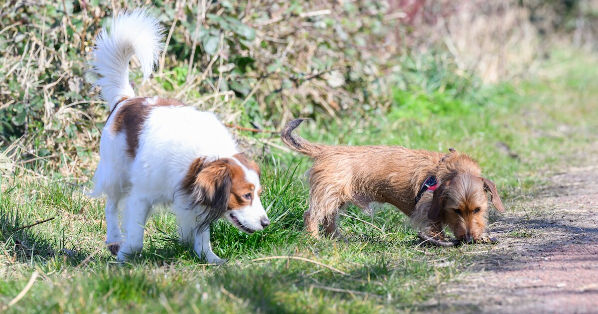 Honden in Barendrecht hebben niet te klagen over bewegingsruimte: veel plekken om uitgelaten te word