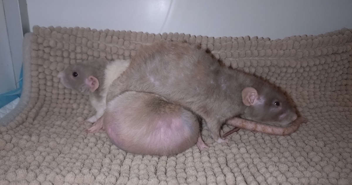 Tamme ratten achtergelaten door huisgenoot, opvang in Groningen treft schokkende situatie aan