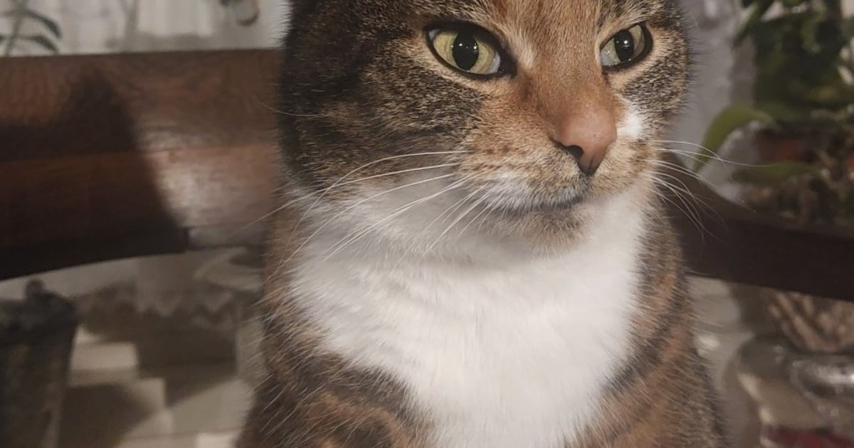 Heb jij Amber of Jaylee gezien? Deze twee huisdieren worden in Heerenveen vermist