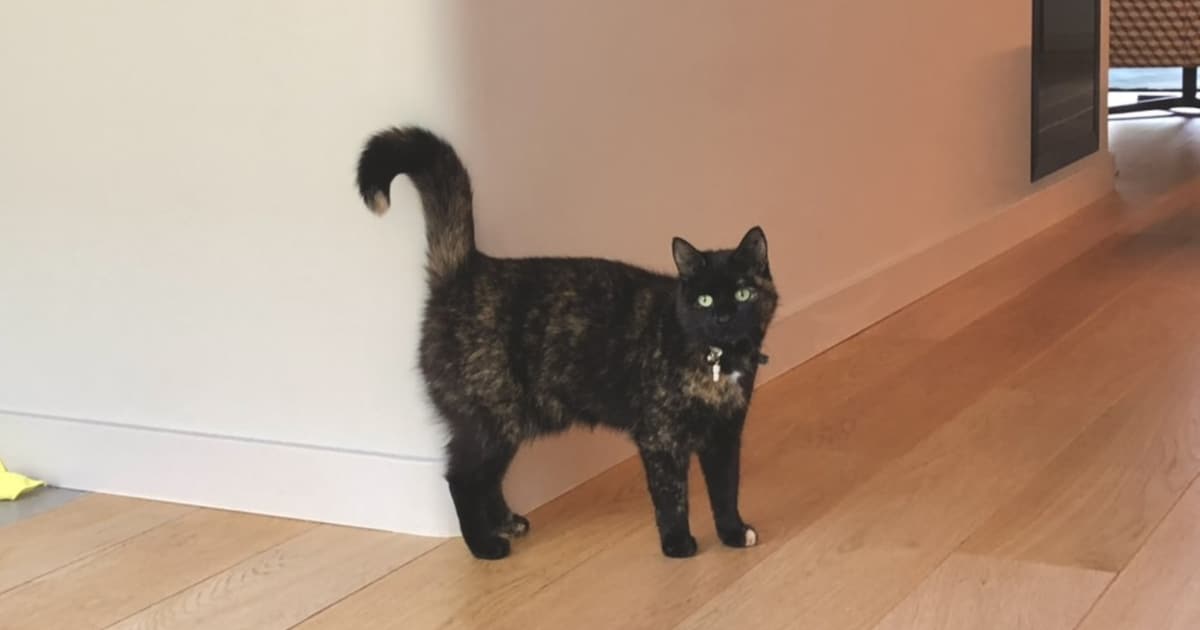 Heb jij Lena gezien? Dit huisdier wordt in Leiderdorp vermist