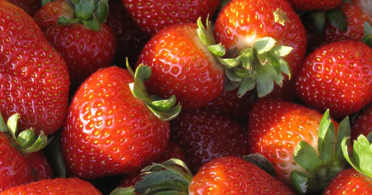 Inschrijving geopend voor eerste Aardbeienrun in Chaam: social run door buitengebied