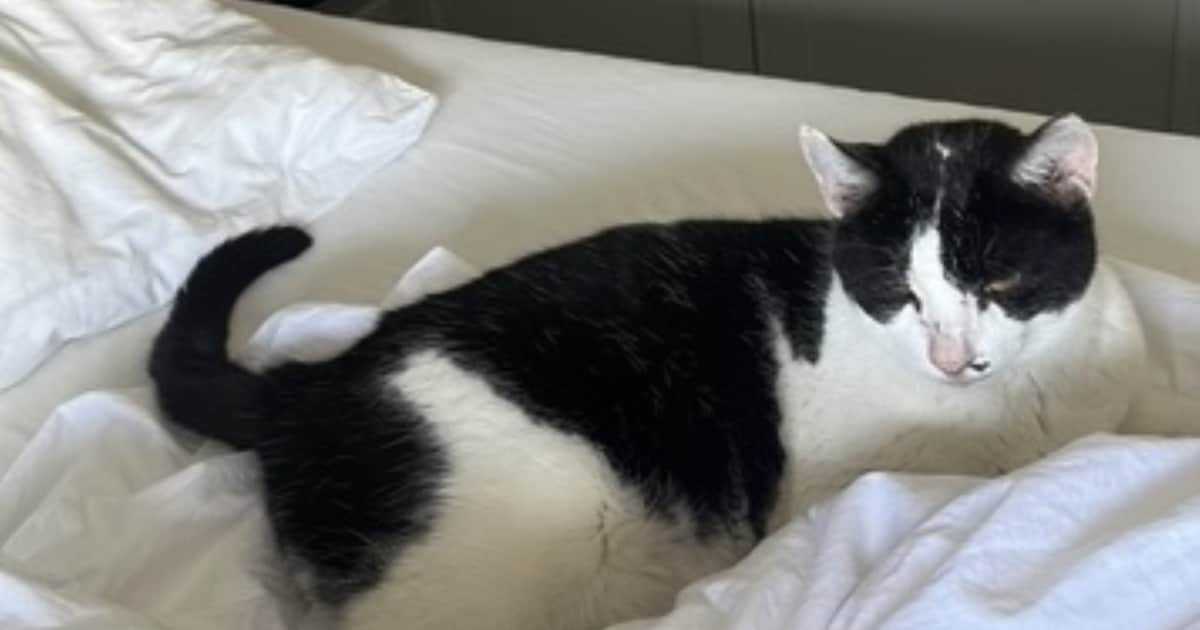 Heb jij Hanzie, Booboo of Mietze gezien? Deze drie huisdieren worden in Roermond vermist
