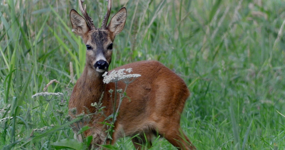 Hek natuurbrug Zandpoort verwijderd, damherten mogen Nationaal Park weer in