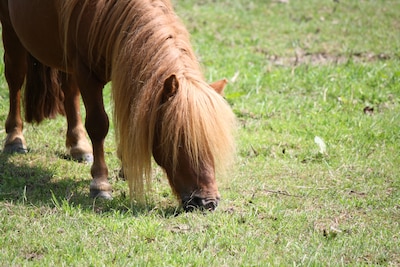 Paarden- en ponydag bij De Elzenhoek in Oss