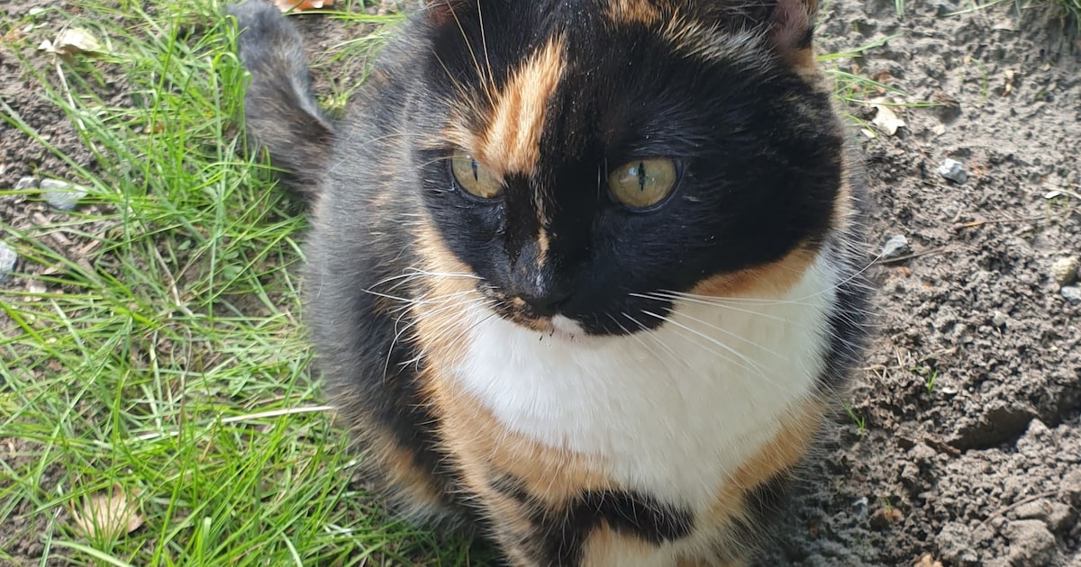 Heb jij Zilver of Lizzy gezien? Deze twee huisdieren worden in Ooststellingwerf vermist