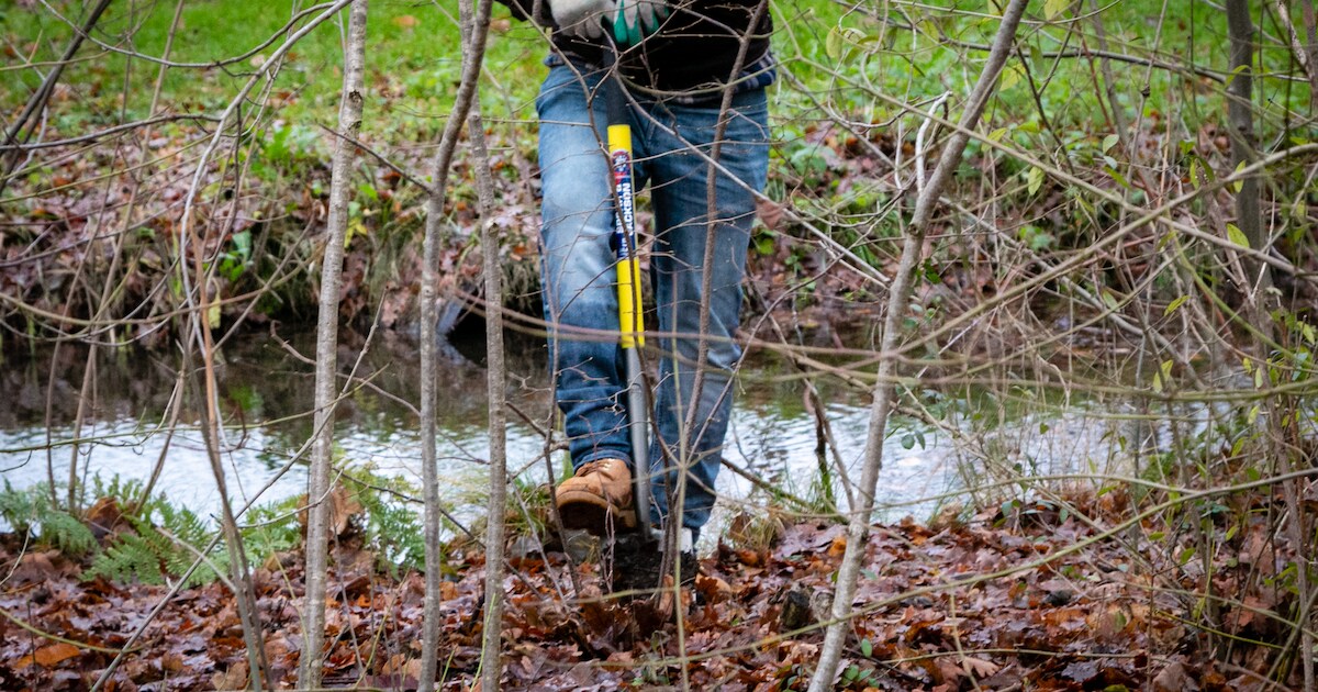 'Meer Bomen Nu': uitdeelactie inheemse bomen in Nieuwveen