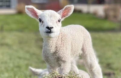 Dit is er te doen tijdens Pasen 2026 in Delft