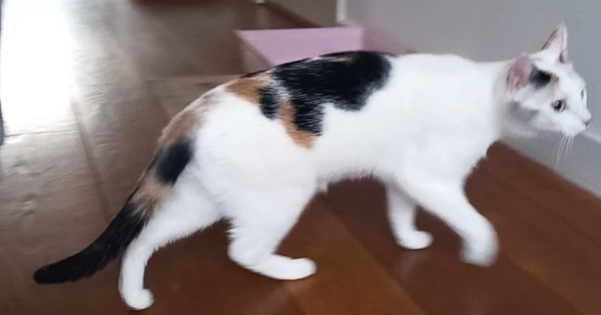 Heb jij Muffin gezien? Dit huisdier wordt in Hilversum vermist