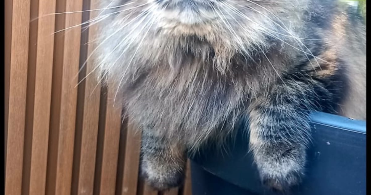 Heb jij Roosje gezien? Dit huisdier wordt in Eemnes vermist