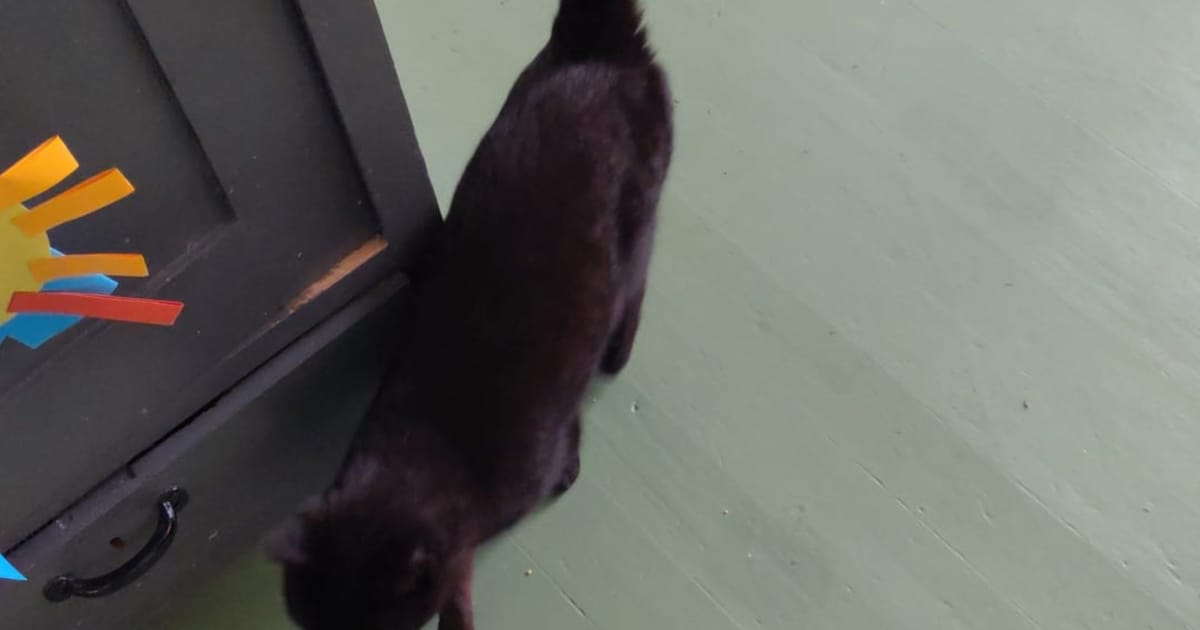 Heb jij Kees, Naya of Baby gezien? Deze 11 huisdieren worden in Groningen vermist