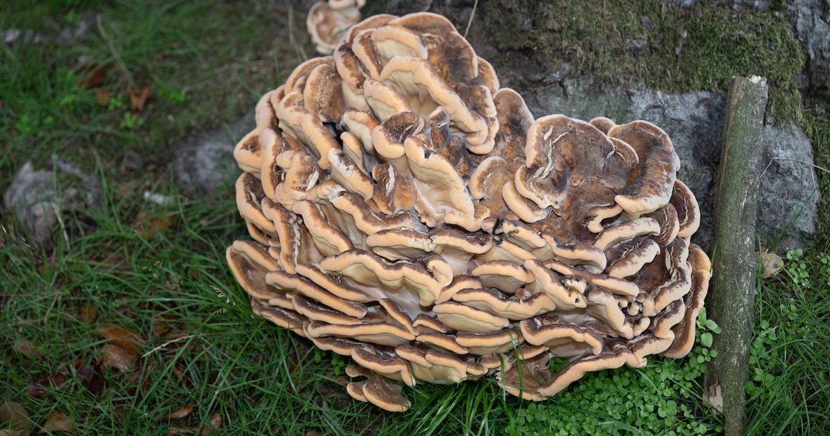 IVN Geysteren-Venray houdt lezing en wandeling over paddenstoelen