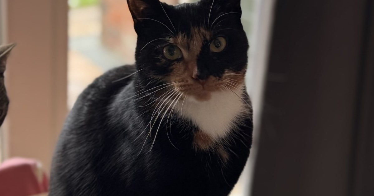 Heb jij Mikkie gezien? Dit huisdier wordt in Stede Broec vermist