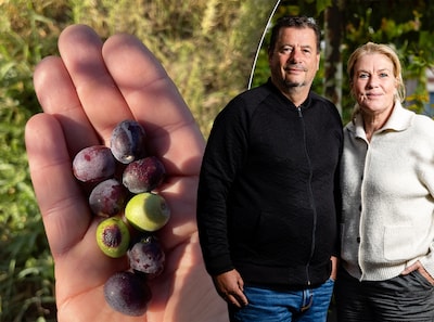 Dick en Ellen hebben 50 olijfbomen in Italië en een missie: ‘We weten te weinig over olijven’