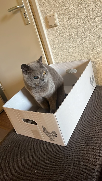 Heb jij Pepper, Oreo of Baloe gezien? Deze vijf huisdieren worden in Oss vermist