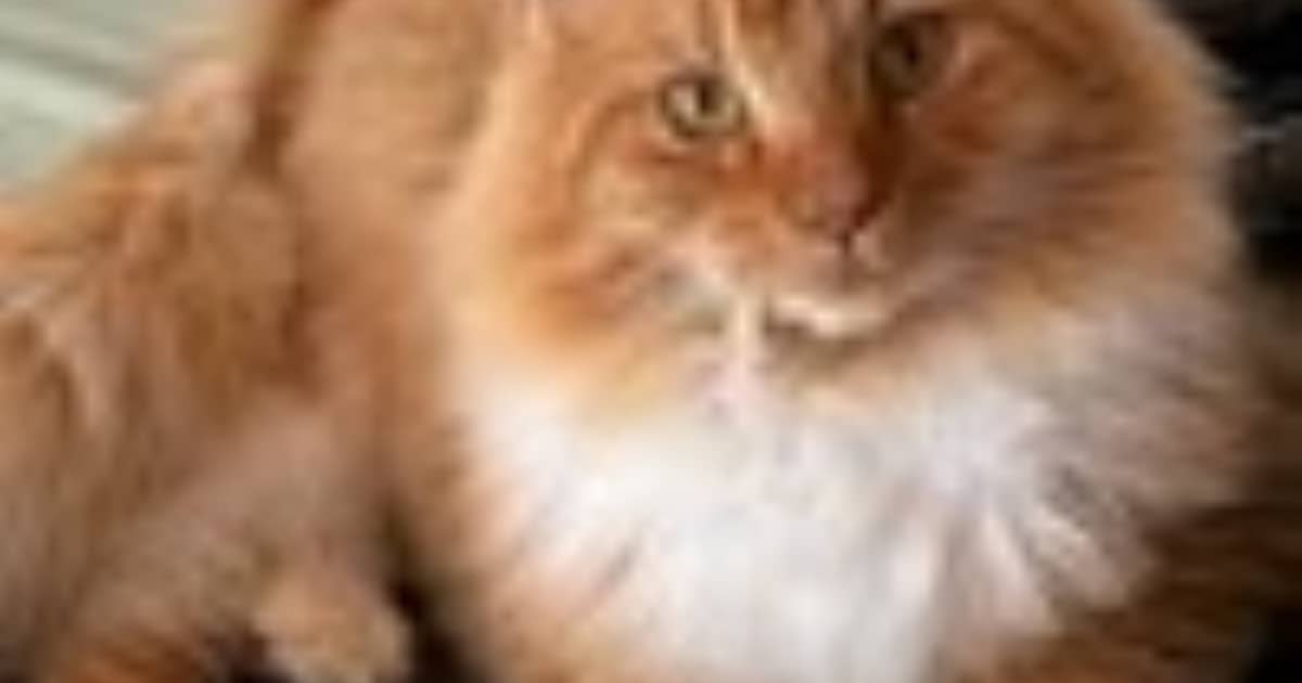 Heb jij Tijger, Poes of Ody gezien? Deze drie huisdieren worden in Goes vermist
