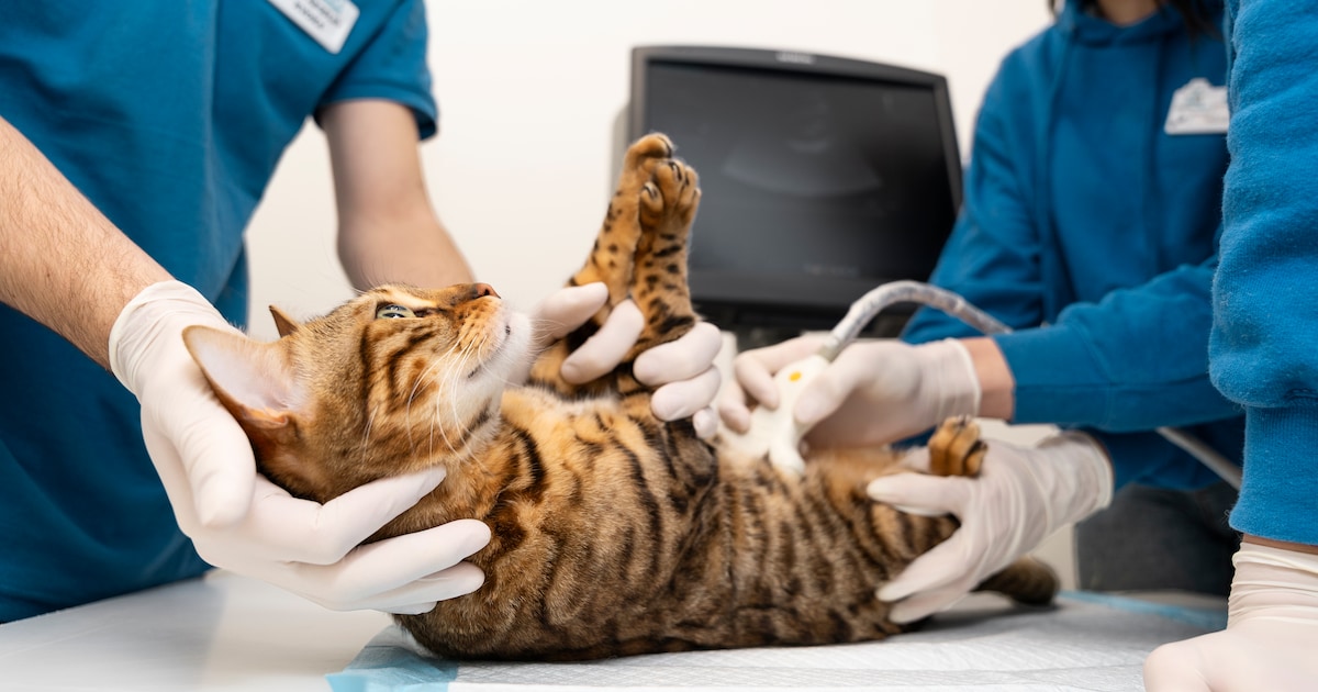 Dierenziekenhuis zet fysiotherapeut al na 4 maanden bij grofvuil zonder vergunning en betaalt nu een