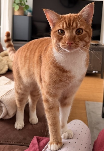 Heb jij Otje, Sammie of Koos gezien? Deze drie huisdieren worden in Zutphen vermist