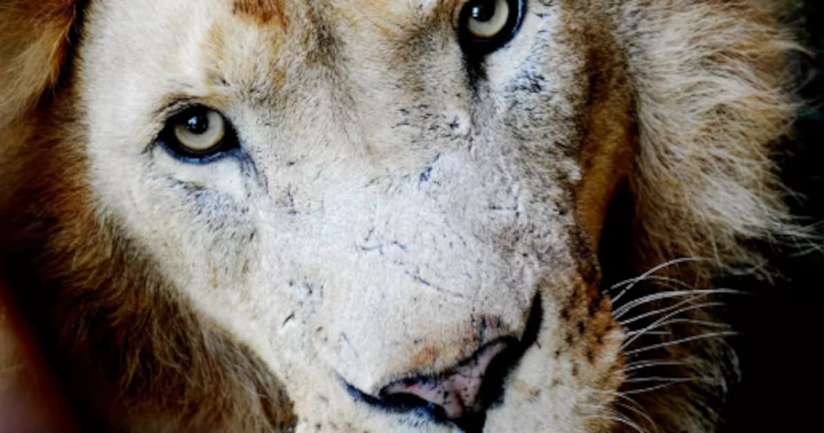 GaiaZOO in Kerkrade neemt afscheid van iconische leeuw: overleden op 21-jarige leeftijd