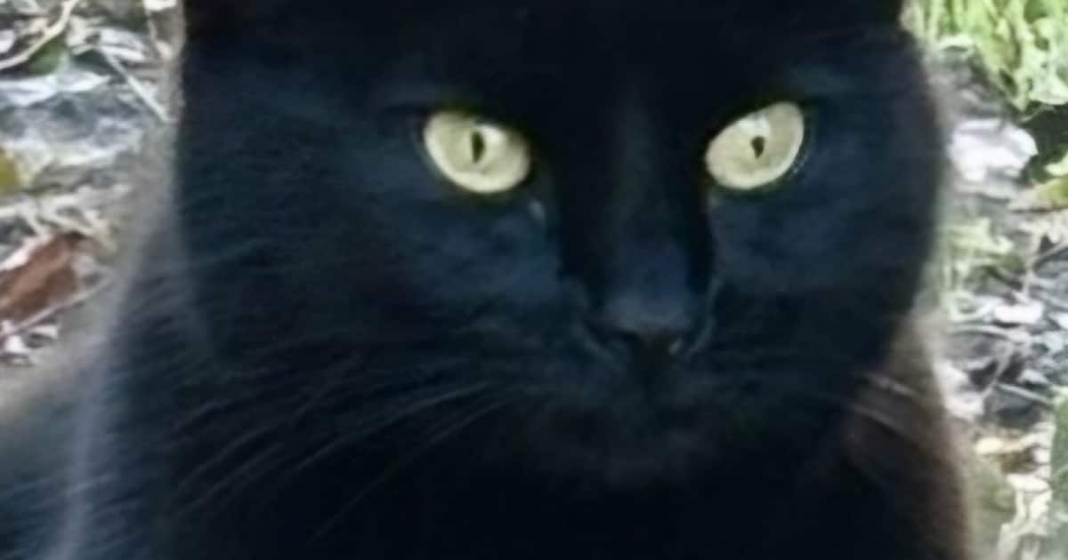 Heb jij Mango of Otis gezien? Deze twee huisdieren worden in Schagen vermist