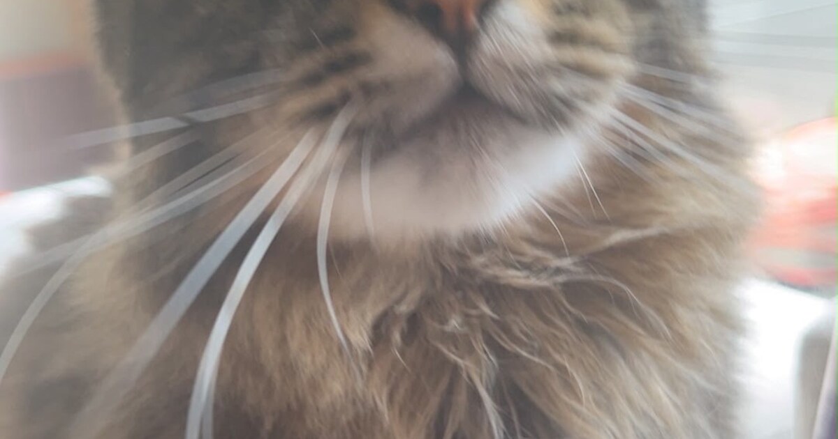 Heb jij Olivia gezien? Dit huisdier wordt in Lansingerland vermist