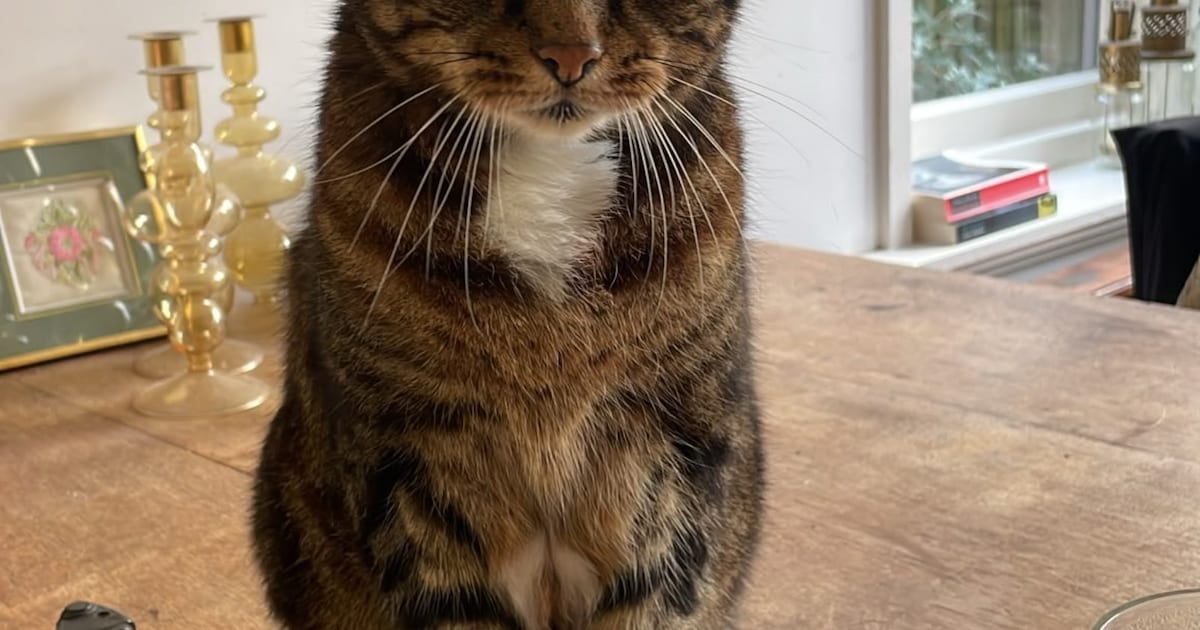 Heb jij Fransje of Peppie gezien? Deze twee huisdieren worden in Castricum vermist