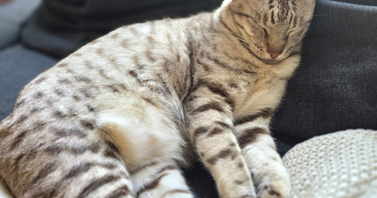 Heb jij Luca of Binky gezien? Deze twee huisdieren worden in Pijnacker-Nootdorp vermist