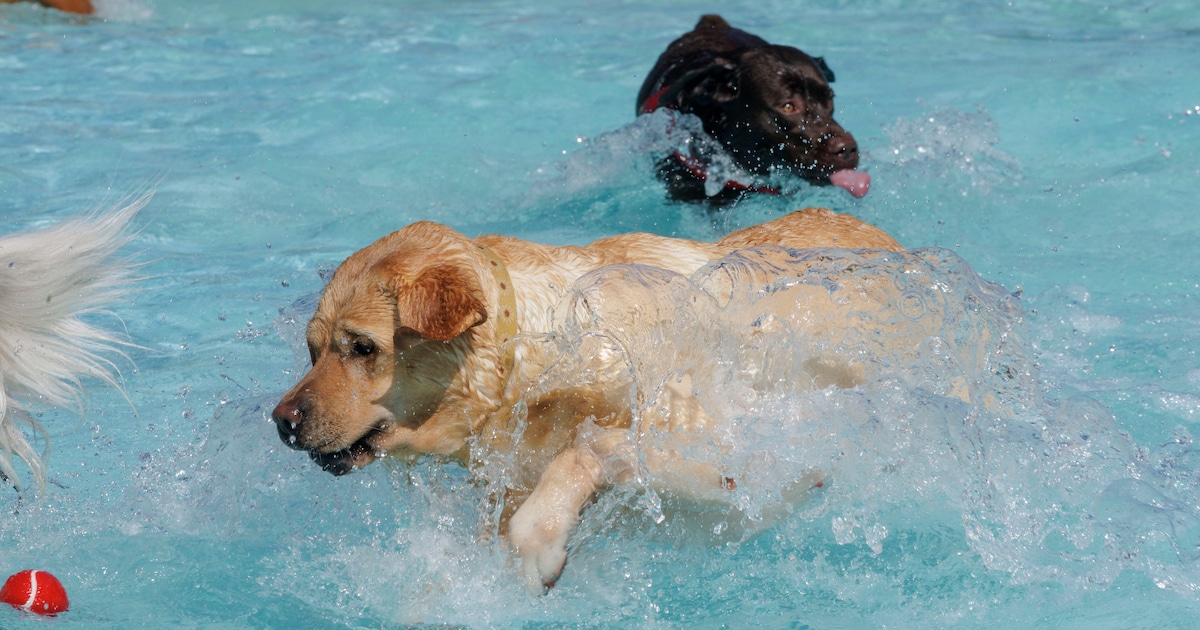 Honden nemen laatste plons in Familiebad de Bosberg in Roermond