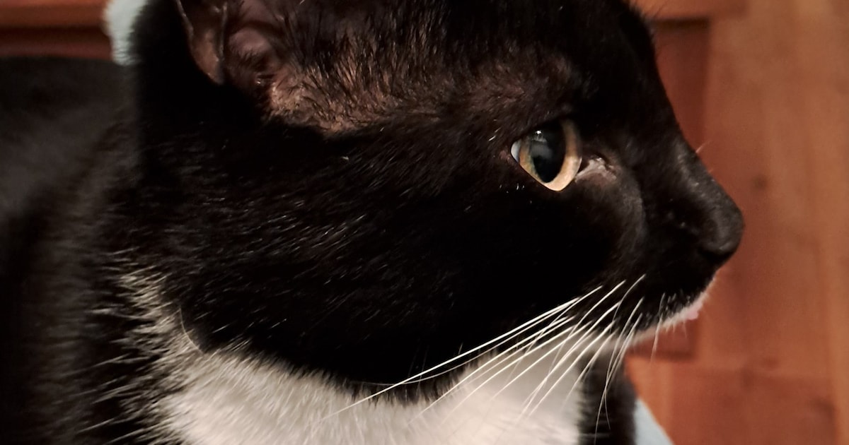 Heb jij Appa of Jan gezien? Deze twee huisdieren worden in Uithoorn vermist