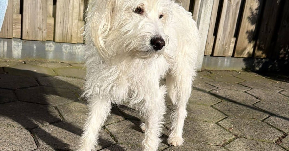 Heb jij Casper gezien? Dit huisdier wordt in Drimmelen vermist