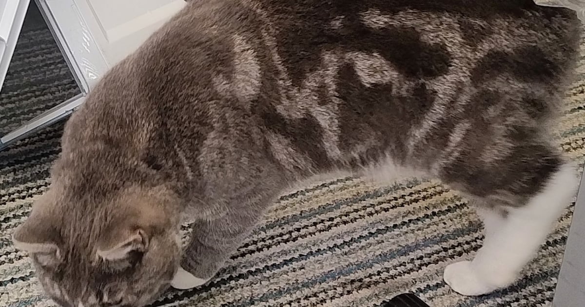 Heb jij Cosmo gezien? Dit huisdier wordt in Stadskanaal vermist