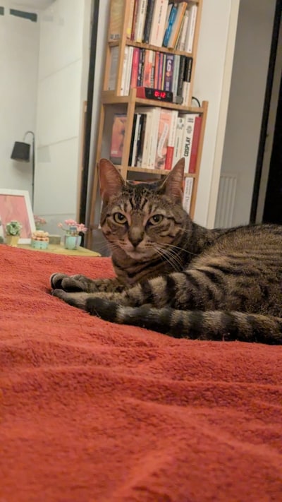Heb jij Mees, Willem of Pinkie gezien? Deze 41 huisdieren worden in Amsterdam vermist