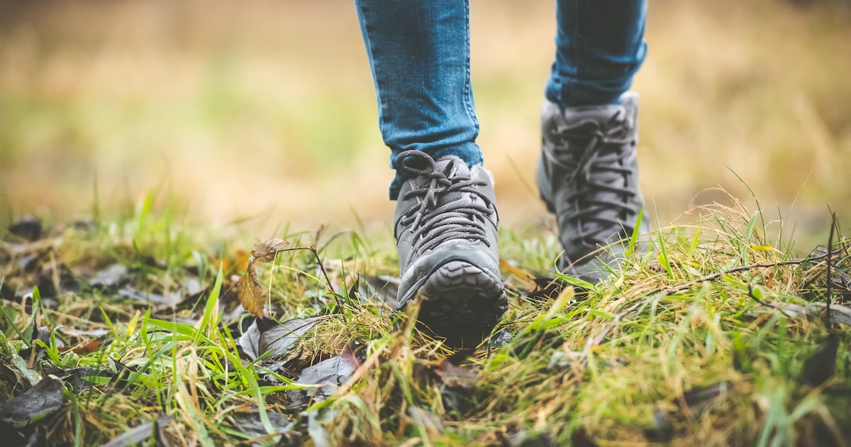 Eindejaars Plantenjacht met wandeling in Gemert