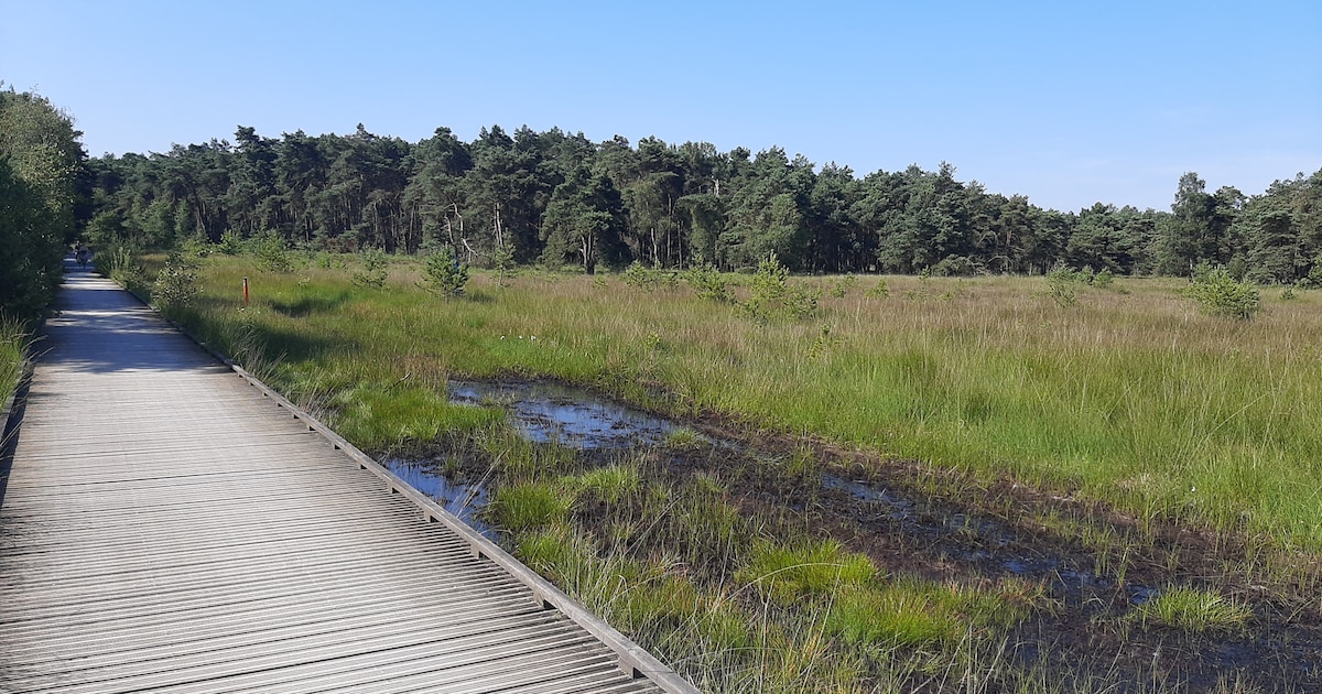 Hoe klimaatbewust zijn bezoekers van Kalmthoutse Heide? Thomas More en Provincie lanceren enquête