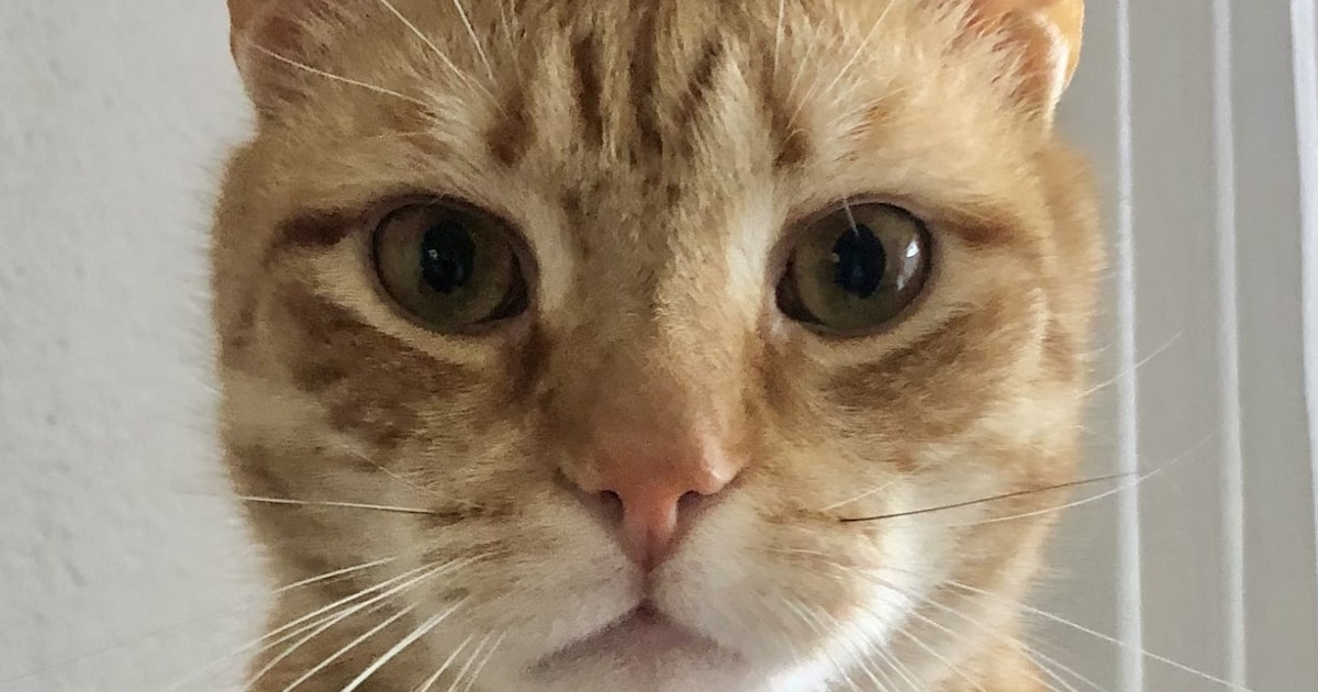 Heb jij Harrie of Counter gezien? Deze twee huisdieren worden in Heemstede vermist